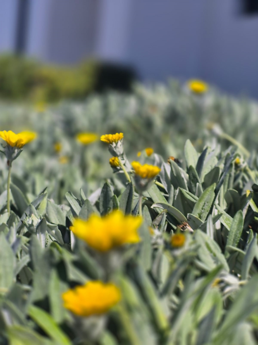 1 Bedroom Property for Sale in Laguna Western Cape